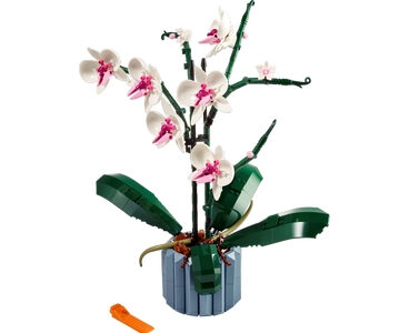 Orchidee (10311)