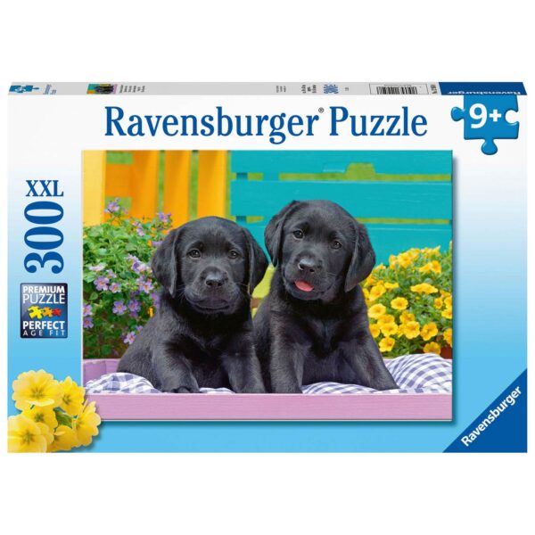 Zwarte Labradors