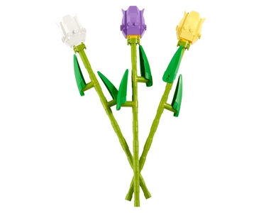 Tulpen (40461)