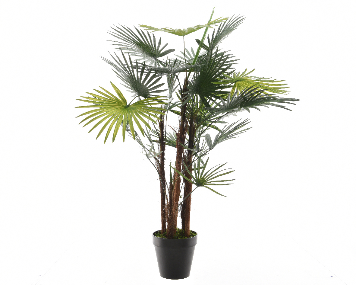 Fortunei Palmboom In Pot Kunststof -H90cm Groen