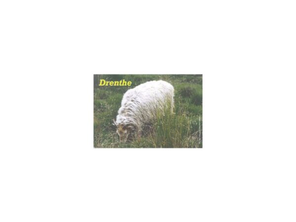 Fotomagneet Drenthe Schaap